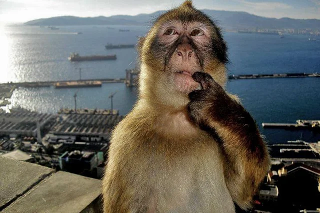 Thinking..